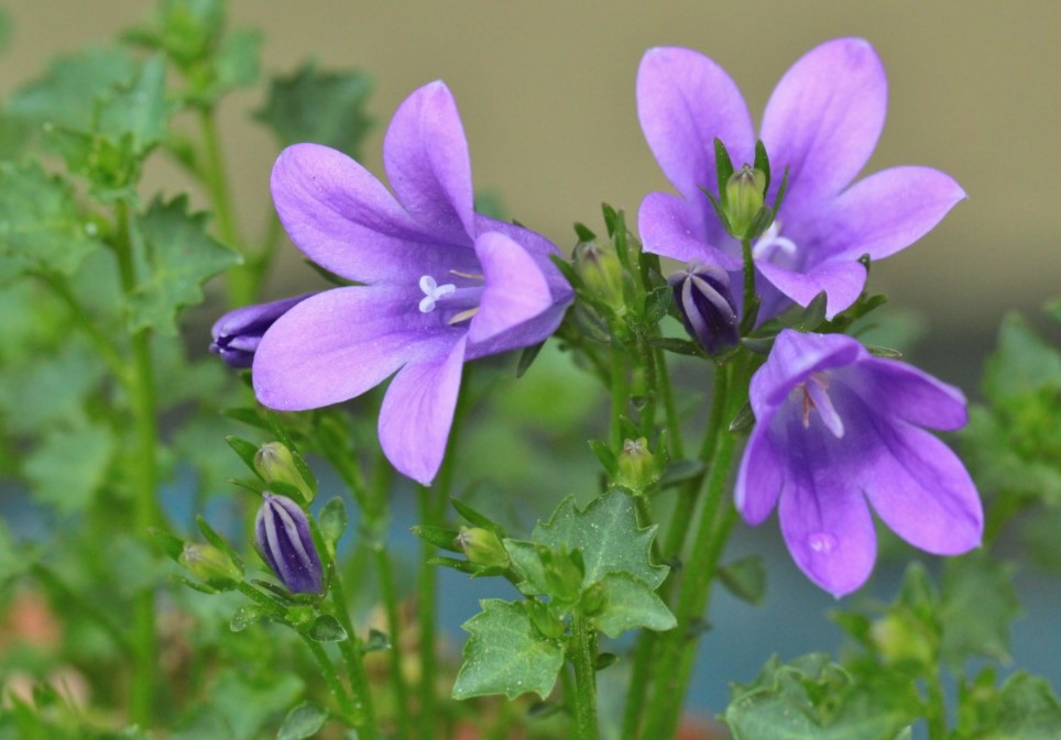 Колокольчики в саду — красота без хлопот! Почему их стоит посадить даже новичку