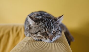 На сколько можно оставить кошку одну — ветеринары назвали точный срок, после которого начинается стресс