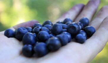 Эликсир молодости на вашем столе: какая ягода действительно замедляет старение — и почему учёные советуют есть её регулярно