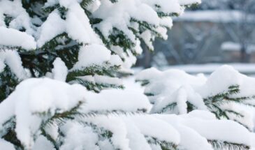 17 января — если снега много, жди медовый год! Старинные приметы и обряды на Зосиму-пчельника