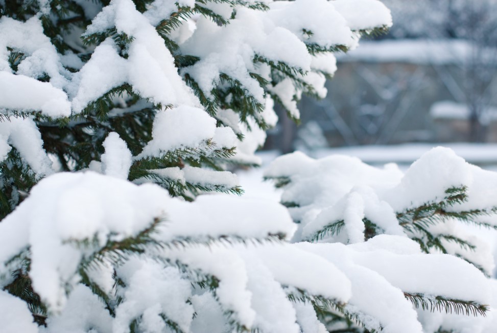 17 января — если снега много, жди медовый год! Старинные приметы и обряды на Зосиму-пчельника