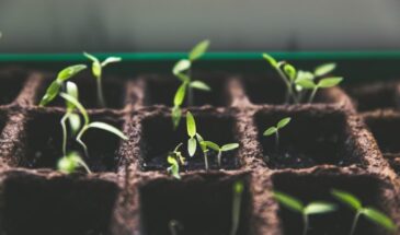 Рассада перестала расти? Спасти её можно за 5 минут — и средство есть на каждой кухне!