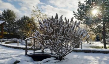 Мороз бьёт исподтишка: растения гибнут не из-за снега, а по причине, которую упускают почти все!