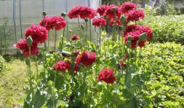 Посадила — и вся улица в восторге: махровый пионовидный мак, который выглядит как цветок из сказки!