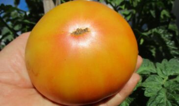 Для ценителей сладких томатов: «Красота Сьюзи» — гном, от которого все в восторге! Сахарный вкус и урожай без хлопот