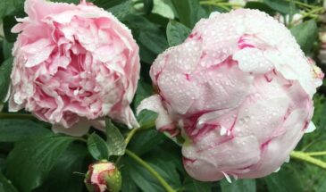 Почему пионы не цветут — главная ошибка, которую совершают 9 из 10 садоводов