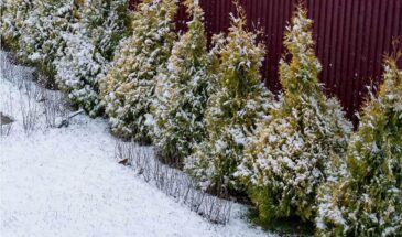Одна ошибка при обрезке туи зимой — и вместо пышного куста останется голый скелет