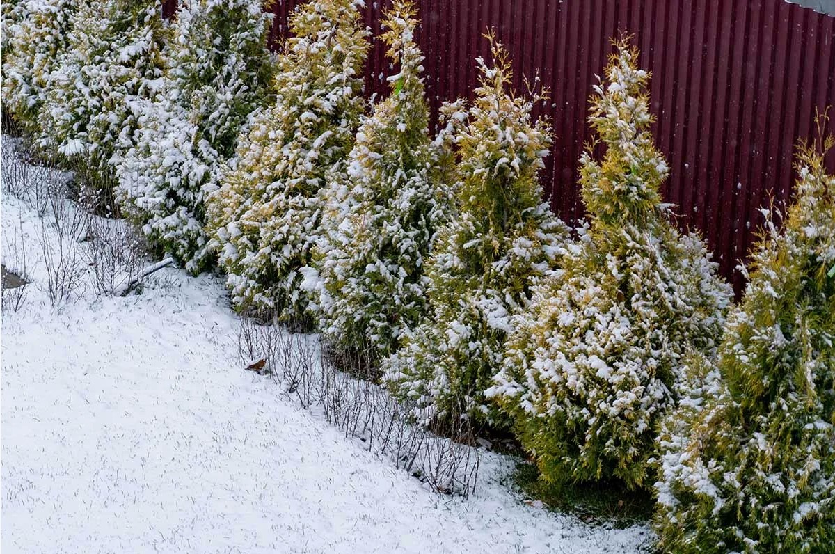 Одна ошибка при обрезке туи зимой — и вместо пышного куста останется голый скелет