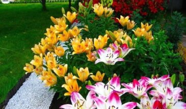 Покупка луковиц — как лотерея: как не попасть на пересорт и не остаться без цветов?