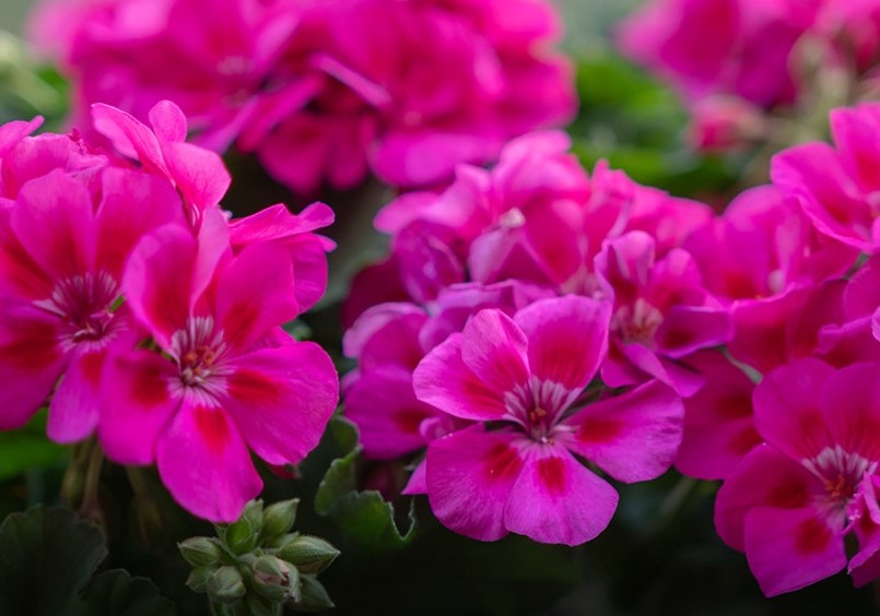 Чтобы герань росла пышной и цвела всё лето: 6 простых правил, которые знают не все