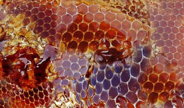 Хороший мёд не может стоить дешево: как выбрать настоящий и не купить подделку