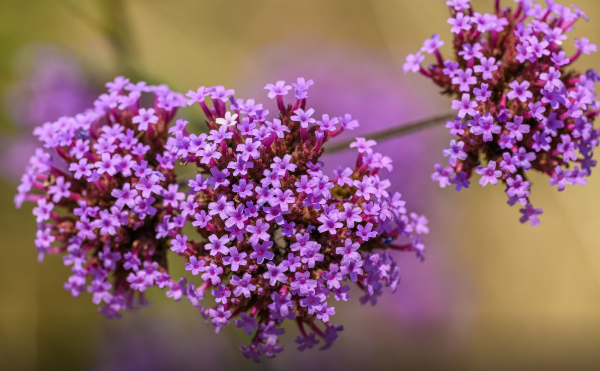Вербена бонарская — хрупкая, но стойкая: как вырастить из семян и посадить так, чтобы она стала звездой клумбы