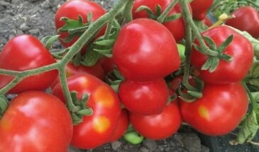 «Юбилейный Тарасенко» — рабочая лошадка среди томатов: до 30 плодов на кисти и урожай до заморозков!