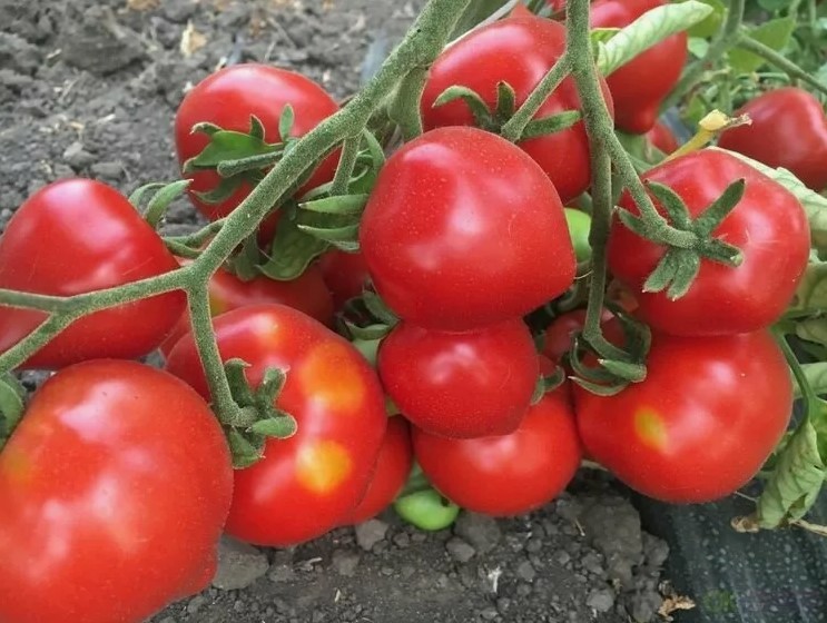 «Юбилейный Тарасенко» — рабочая лошадка среди томатов: до 30 плодов на кисти и урожай до заморозков!