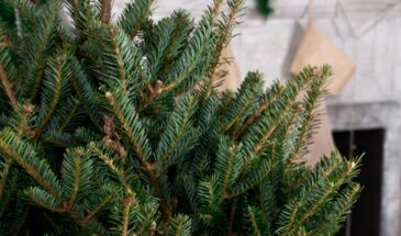 Живая ёлочка в горшке: как сохранить новогоднее чудо до весны — и посадить в сад!