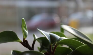 10 правил зимнего полива: как не убить комнатные растения, пока они «спят»