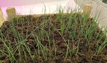 Когда сеять лук Эксибишен на рассаду: секрет крупных луковиц, которые не «сыплются» к августу