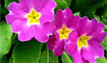 Весна вспыхивает за одну ночь: эти цветы переживают любую зиму и расцветают первыми