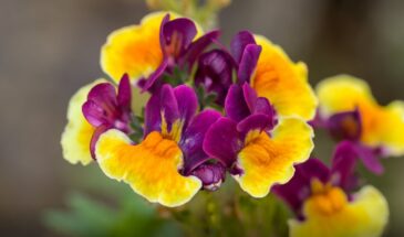 Превращаем сад в океан цветов: красавица, которая не боится холодов и заставит соседей спрашивать — «Где вы это взяли?»