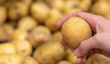 Сорт, который называют спасением сезона: картофель «Удача» даёт урожай через 45 дней — и растёт даже на бедной земле!