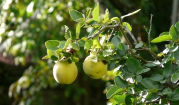 5 кустарников, которые и украсят сад, и накормят: красота с пользой на весь сезон