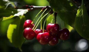 Как вырастить вишню крупной и сладкой — простые секреты, которые работают даже на бедной почве