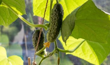 Три сорта огурцов, которые не боятся холода: урожай до осени даже в дождливое и прохладное лето!