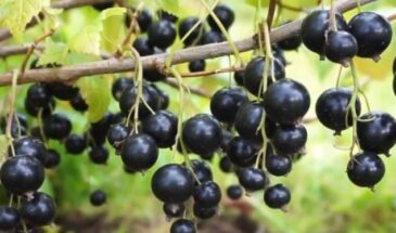 Почему умные дачники режут смородину летом — секрет крупных ягод, о котором молчат