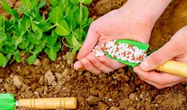 6 удобрений, без которых не обойтись весной — что вносить первым и как не навредить растениям