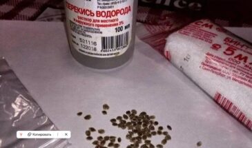 Замачивать семена в перекиси водорода — миф или правда? Что скрывают опытные дачники