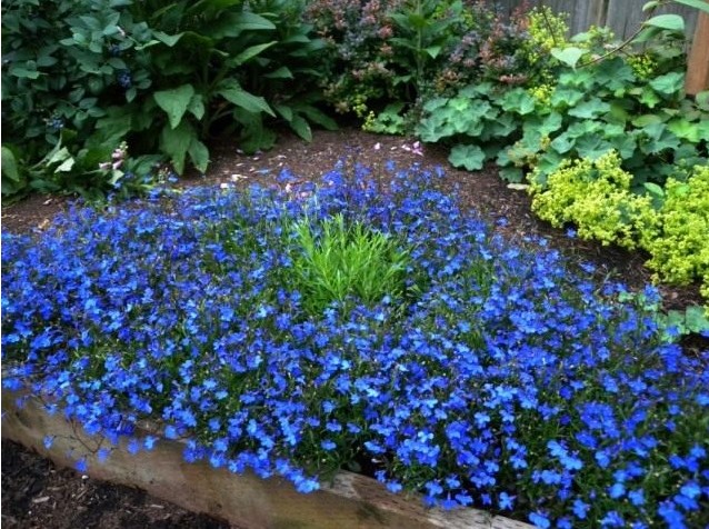 Многие садоводы уже устали от этой «принцессы» и ищут альтернативы: такие же красивые, но более выносливые и неприхотливые