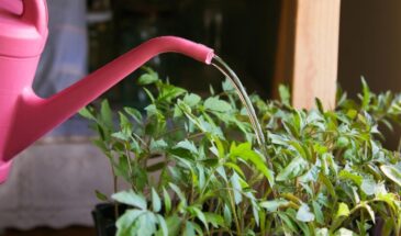 Один порошок из аптеки за 50 рублей: как янтарная кислота спасает рассаду и цветы без химии