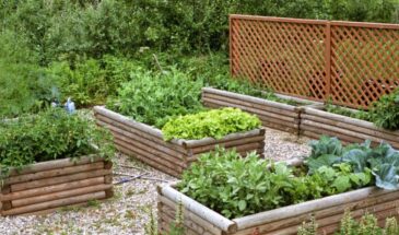 Как применять хрен на огороде — три простых способа, о которых знают не все