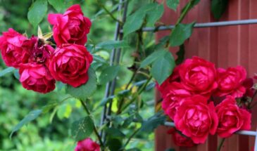 Что будет, если замульчировать розы свежей травой: «полезная» мульча может убить куст за неделю