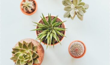 Кактус легко переедет в новый горшок: простой способ пересадить колючего любимца без уколов и стресса