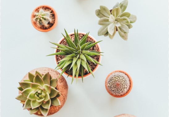 Кактус легко переедет в новый горшок: простой способ пересадить колючего любимца без уколов и стресса