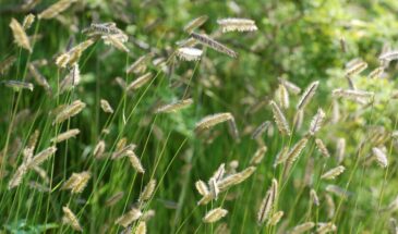 Бутелуа — незаметная травка, которая превратит ваш сад в живую картину: почему её стоит посадить уже этой весной