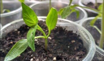 Как вырастить перец без пикировки, подсветки и стресса — три хитрости для ленивых дачников