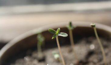 Что сеять на рассаду в феврале: список овощей и цветов, которые порадуют урожаем уже этим летом