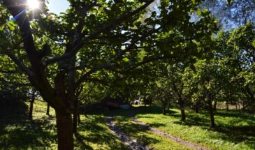 Глинистая почва — не приговор: какие деревья и кустарники растут на ней лучше, чем на чернозёме