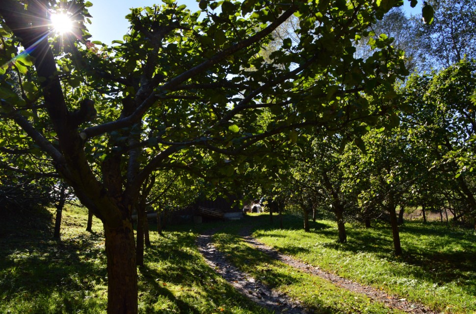 Глинистая почва — не приговор: какие деревья и кустарники растут на ней лучше, чем на чернозёме