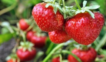 Клубничное безумие: секретное «топливо» для рекордного урожая, о котором молчат даже агрономы
