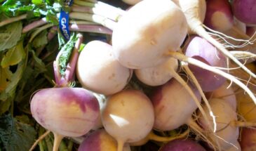 Контрольная закупка: как выбрать редьку, которая не обожжёт горло и не окажется сухой губкой