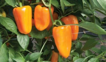 Не просто перец — огненные фонарики на грядке: топ оранжевых сортов 2026 года