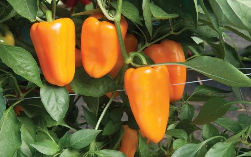Не просто перец — огненные фонарики на грядке: топ оранжевых сортов 2026 года