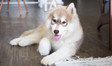 Зачем собака закапывает кость в диване: не шалость, а крик древнего инстинкта, который нужно понять, а не ругать