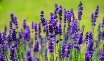 Совсем скоро — время сеять лаванду! Как вырастить ароматные кустики из семян, даже если вы новичок