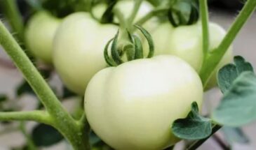 Белые томаты — не миф, а редкость на грядке: сладкие, нежные и удивительно красивые