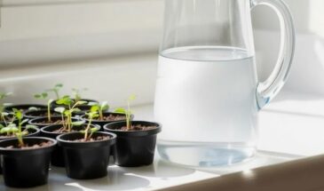 Как поливать рассаду в январе, чтобы не загубить: главные правила и ошибки, которых стоит избегать