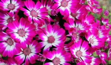 Цинерария — яркий цветок, который оживит даже самый скучный сад без лишних хлопот